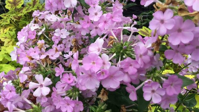 Phlox 'Opening Act Blush' |  Www.gardencrossings.com