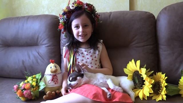 Чихуахуа слушает  сказку Колобок . Рассказывает София