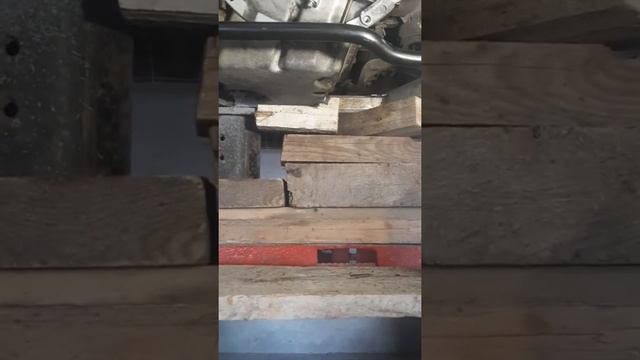 В поисках груздей-белых