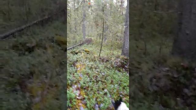 Урал поднял косачей. Лес, охота, лайки...