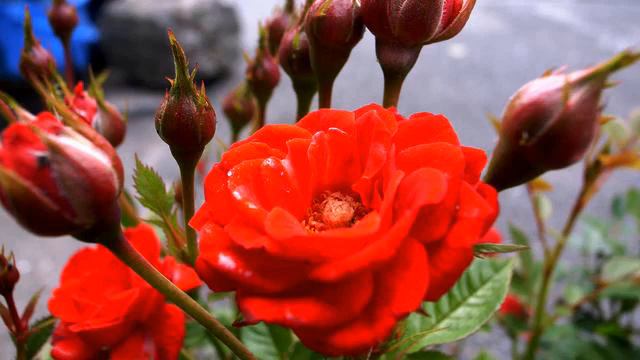 Лучший русский клип о любви онлайн