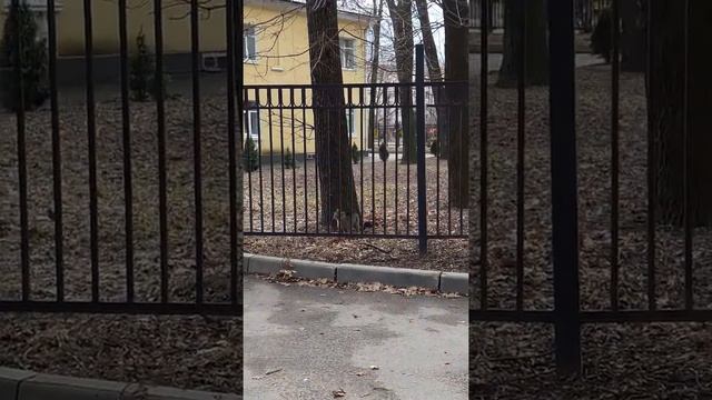 Коты и Вороны, битва за территорию!