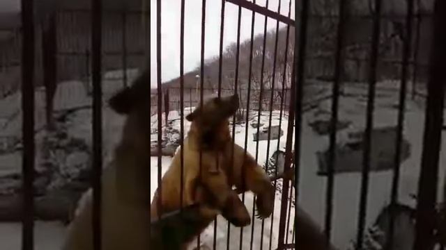 Мишка кушает и танцует, милые животные