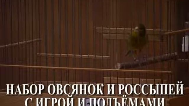 +ПРИМЕРЫ ПЕНИЯ РУССКОЙ КАНАРЕЙКИ