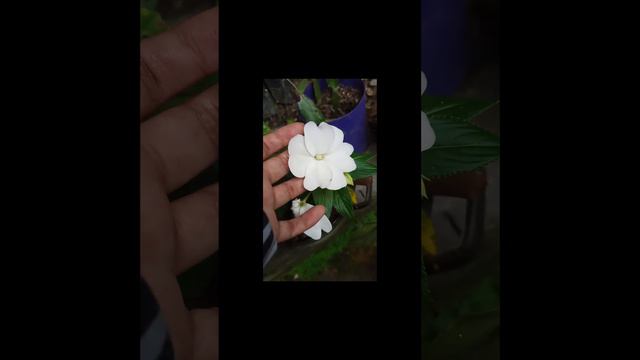 #short Impatiens Walleriana O Besitos ❤️❤️❤️ #plantas #flowers