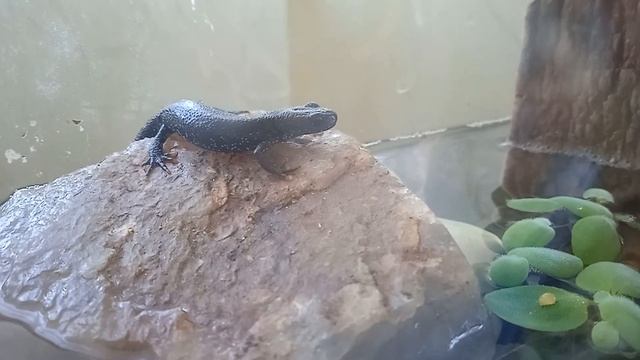 Гиконы Украины