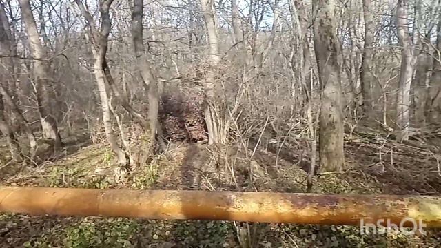 У нас расцвели фиалки в ноябре. Прогулка на Северный пруд в окрестностях с. Пелагиада. Влог.