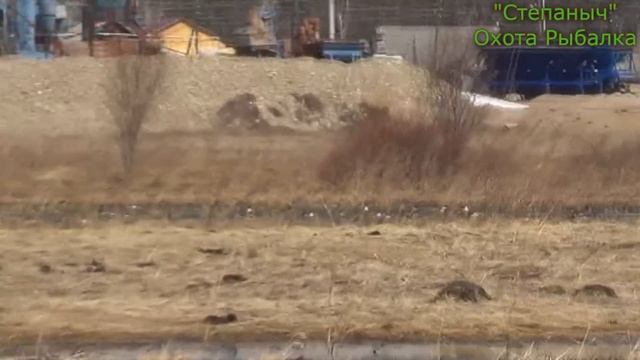 Готовим скрадки для охоты 05 05 23