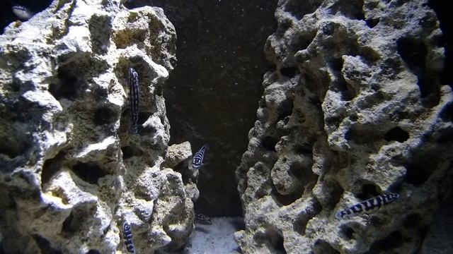 Julidochromis Marlieri And Julidochromis Sp. 