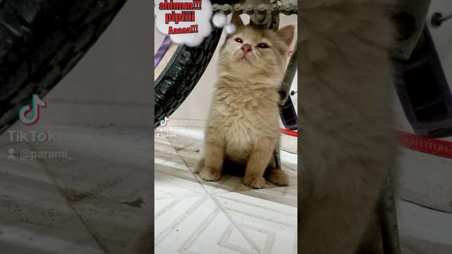 Lagañas Concentrado