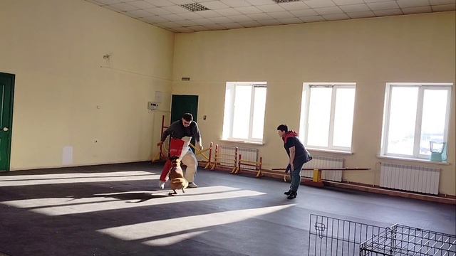 Бельгийская овчарка малинуа. Фаер Повер Катана. Охрана проводника. Учимся.