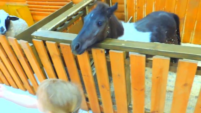 Звериные истории: закулисные секреты