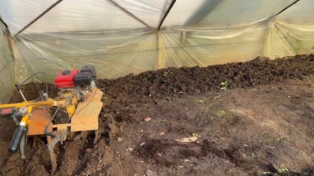 Як садити перець в теплиці ? ПРОСТО