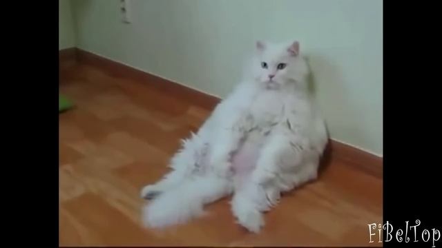 Самые ленивые животные