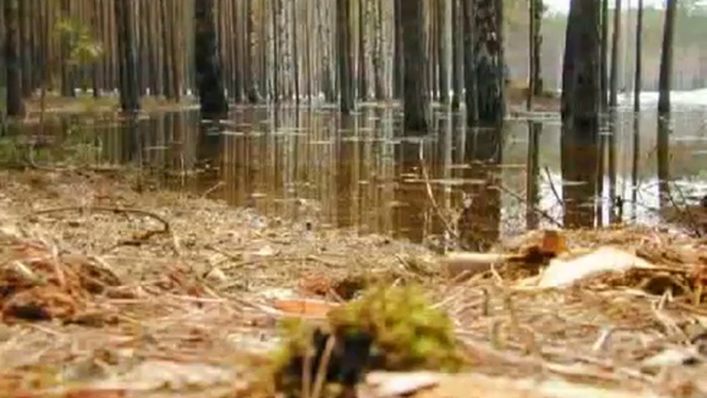 Ершовские сосёнки