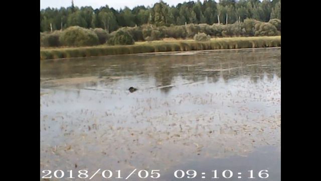 Сабаки памошники вот в чём прикол