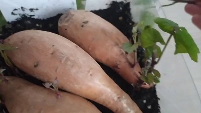 Черенкование БАТАТА