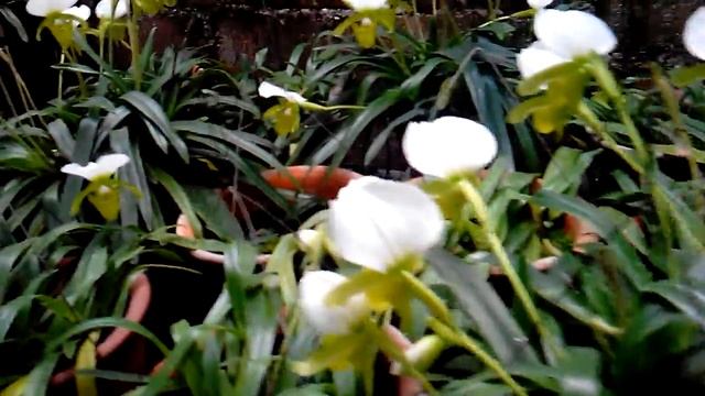 paphiopedilum charlesworthii alba sandowiae