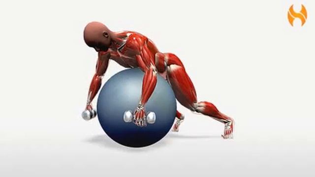 Bodybuilding Übungen- Single-Arm Dumbbell Row On Ball   -  Www.Hilfe-Forum.eu