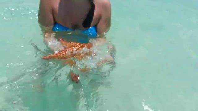 поймали морскую звезду в карибском море ?