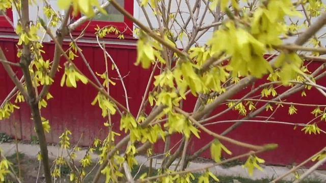 Форзиция  кустарник цветущий желтым облаком