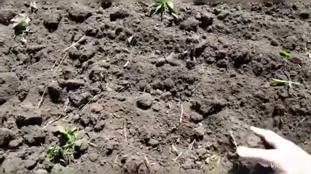 Дисковая борона АГЛ-7,5