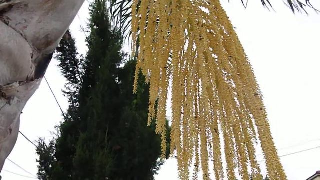 Пчёлы собирают нектар с цветка пальмы