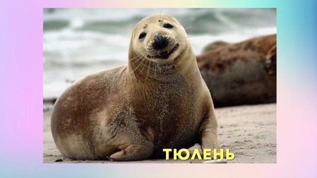 МОРЕ/Морской котик, тюлень/3-ЧАСТЬ