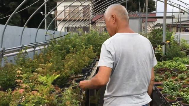 【日常盆栽管理】根のないクチナシ盆栽水漬け四ヶ月結果は？100cm巨大楓盆栽にカミキリムシ登場！！どうなった？・やじま園＠盆栽タネ