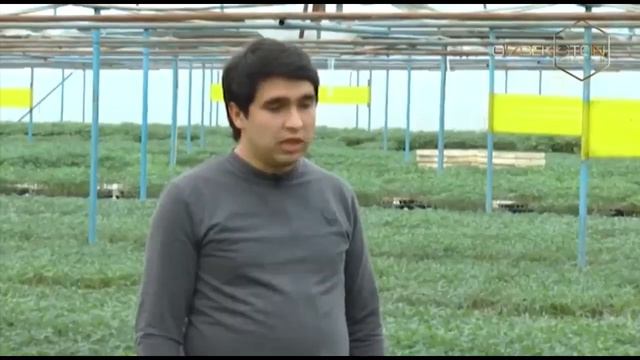 Agroolam | Иссиқхоналарда гул етиштириш [18.02.2020]