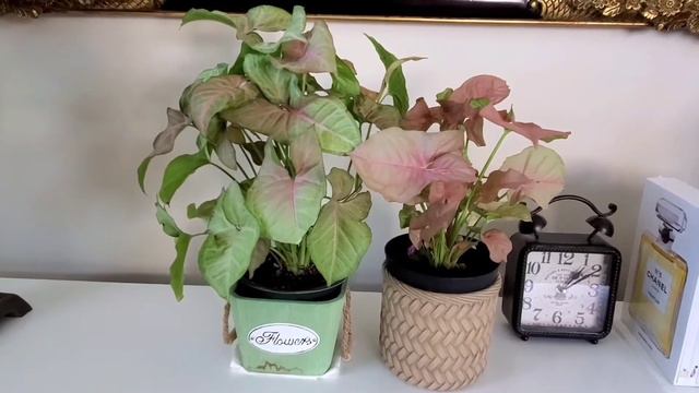 How To Achieve A Pink Foliage Syngonium: Care Guide