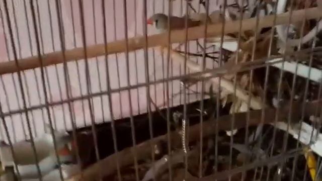 Амадины почти построили гнездо!УИИИ