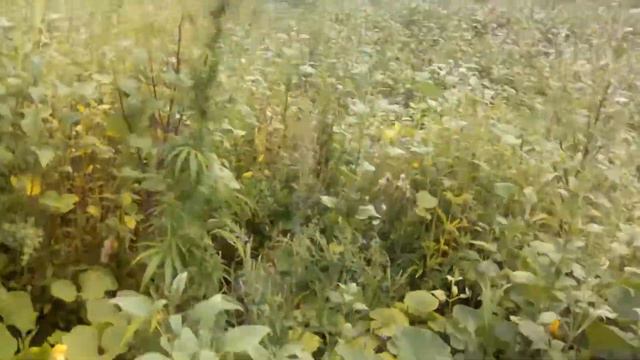 Огурцы на грядке.