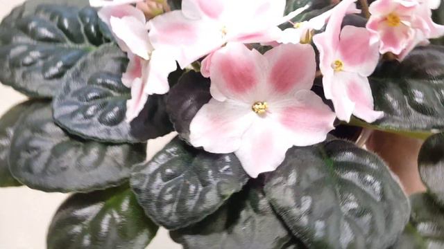 Фиалка Лик Мамино Солнышко