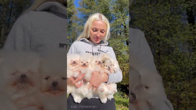 Щенки шпица . Померанский шпиц .