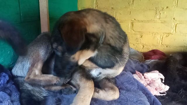 Сыночек лечится со всеми собачками...