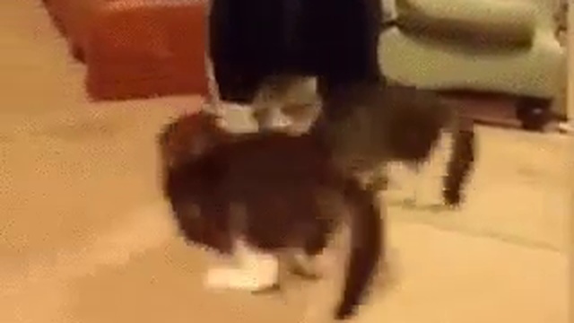 Ee589b63d6e67aa0f4cb42c838fdb7e3