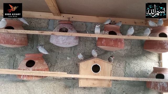 Java Sparrow Business Plan Three Pairs # Video #Business #java #profit_and_loss #Good Aviary,