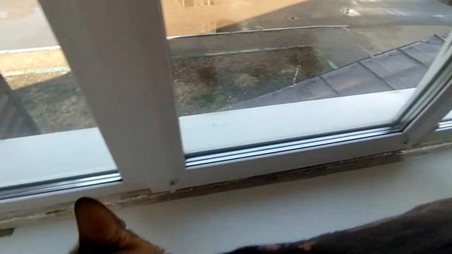 Утренний кипишь. Бенгальская кошка.