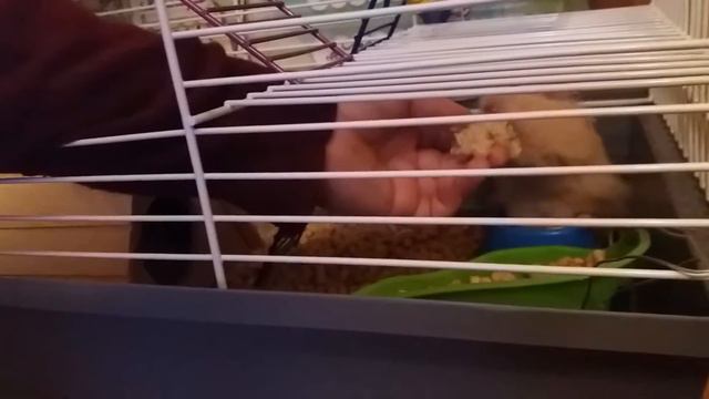 Английский завтрак у хомячка.