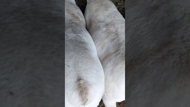 Сильный снегопад на ферме Белых  Дорперов/ Heavy Snowfall On The White Dorper Farm / Russia