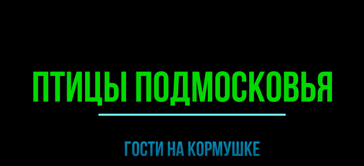 Птицы подмосковья. Гости на кормушке..mp4