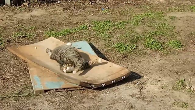 Весенний кот купается в лучах теплого солнца! В киевском парке Киото! 1 Нисана 5780 / 3332 от Исход