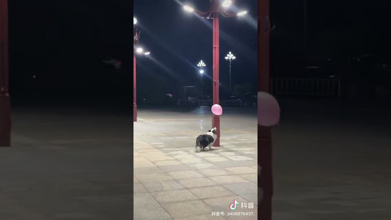 ♡ Щенок весело играет с мячом.