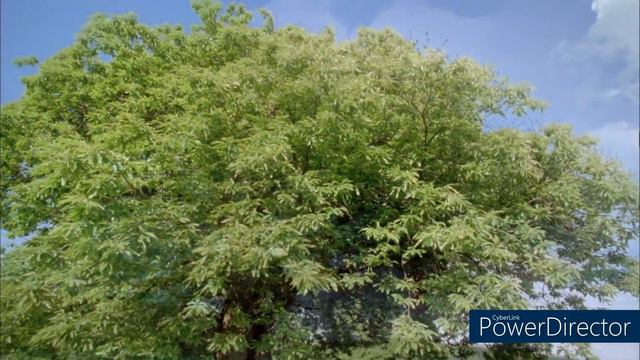 Остання глава Біблії та 