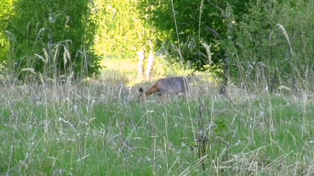 Косули. Фотоохота на косуль. Челябинская область. Лай косуль.