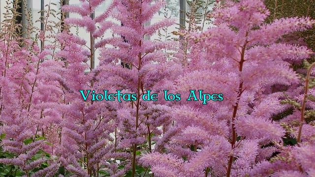 10 Flores Que Crecen En La Sombra