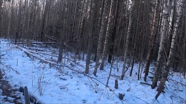 Охота на зайца 13.11.2021г. Продолжение. Выжловки работают в паре.  Очередной 