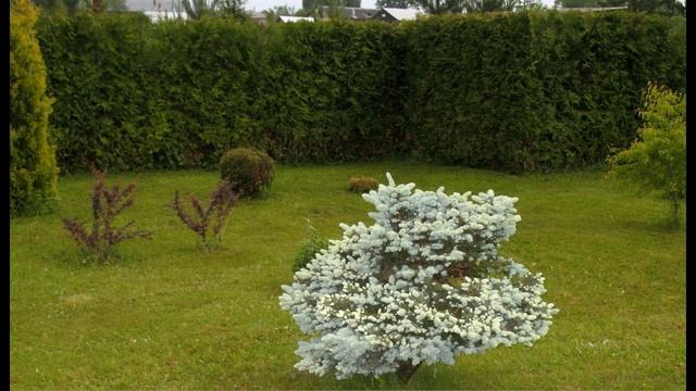 Садовый участок. Ландшафтный дизайн. Цветы в саду. Хвойные растения для сада.