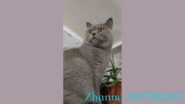 УДИВЛЁННАЯ британская кошка // British Cat